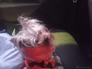 Yorkshire cani Cerco compagna - Annuncio 9