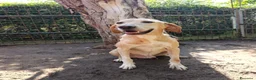 Meticcio cani in regalo: ORIONE: infinitamente dolce con tutti  - Annuncio 6