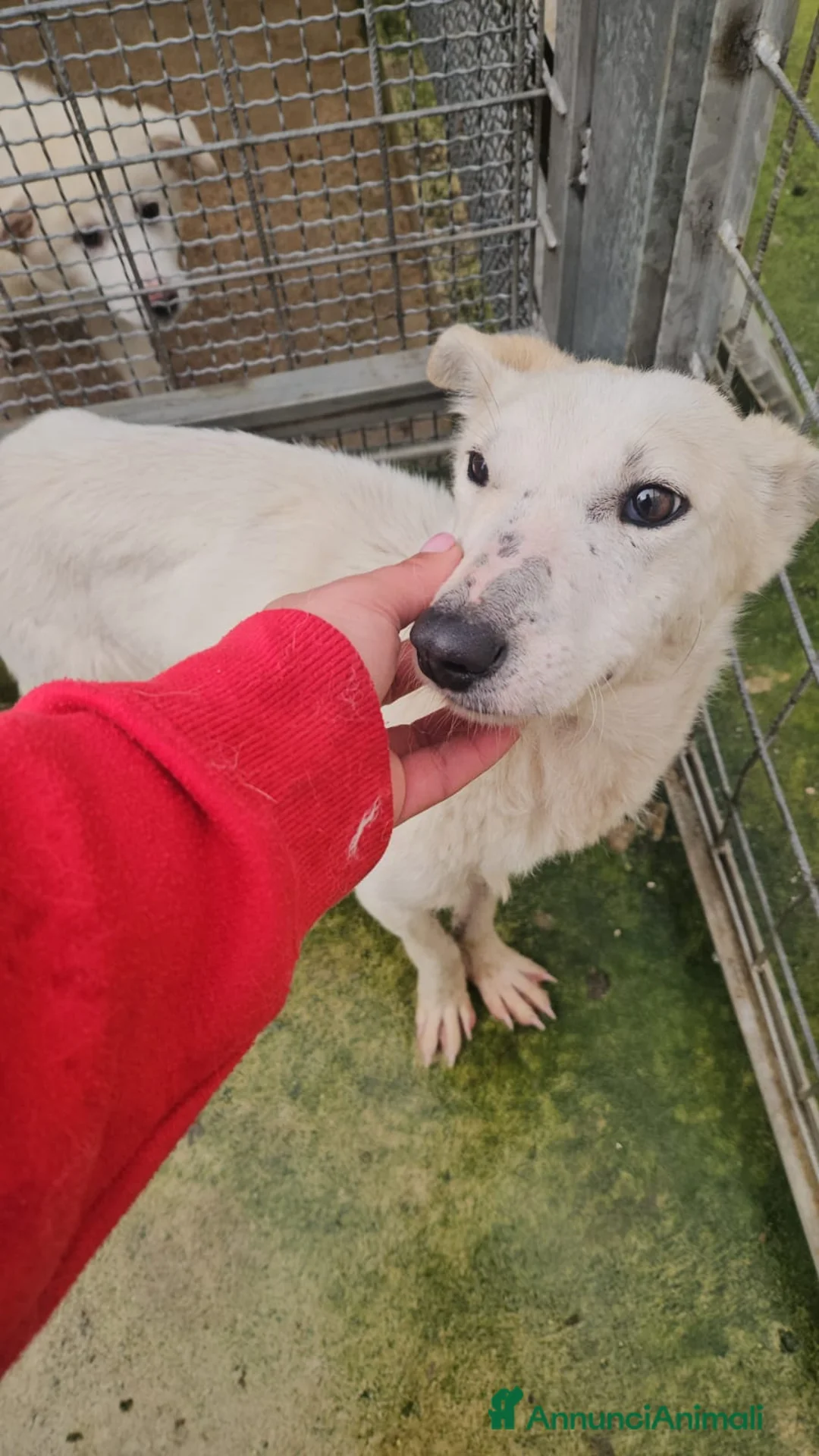 Meticcio cani in regalo: Oipe: docile e socievole. Taglia contenuta  - Annuncio 5