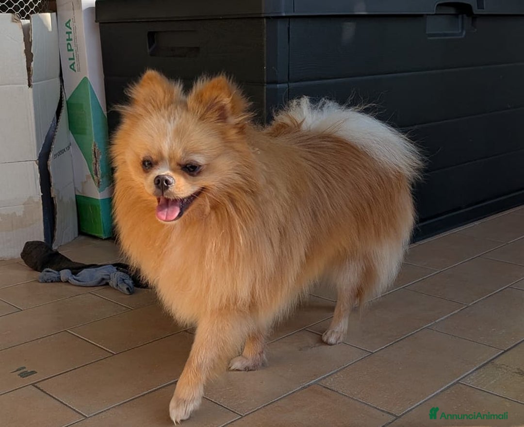 Spitz cani per accoppiamento: Stallone Spitz tedesco nano per monta a Provincia di Latina - Annuncio 2