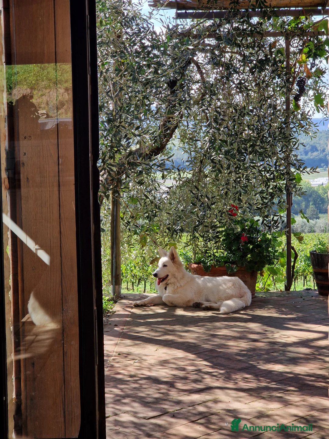 Pastore Svizzero cani per accoppiamento: Cercasi maschio per accoppiamento - Annuncio 3