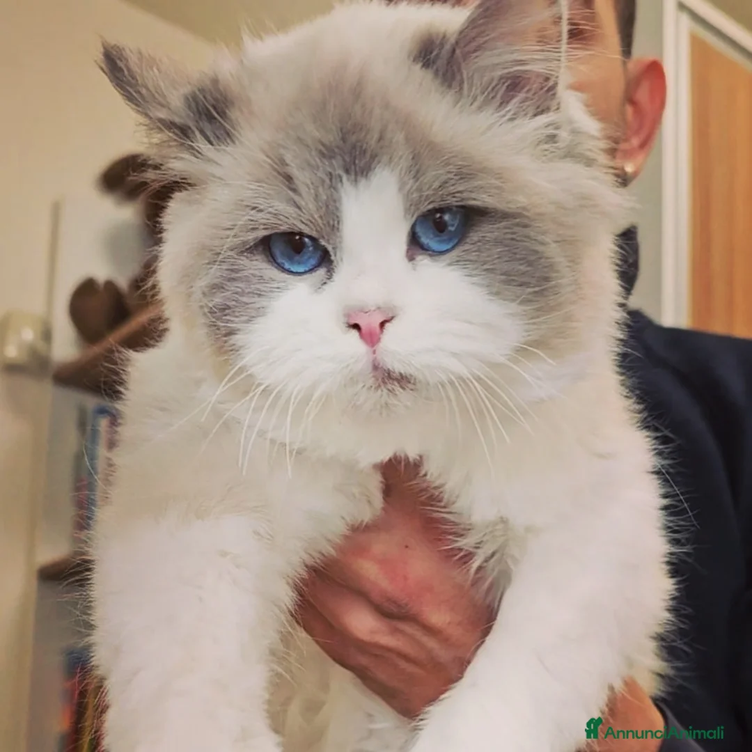 Immagine della galleria {{count}}