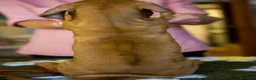 Rhodesian Ridgeback cani in vendita: Wid Gees Litter - Annuncio 24