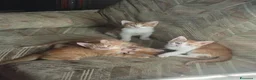 Europeo gatti in regalo: Dono gattini rossi a Provincia di Salerno - Annuncio 12