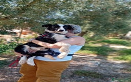 Meticcio cani in regalo: Arabella, 6 mesi  a Provincia di Bergamo - Immagine 5