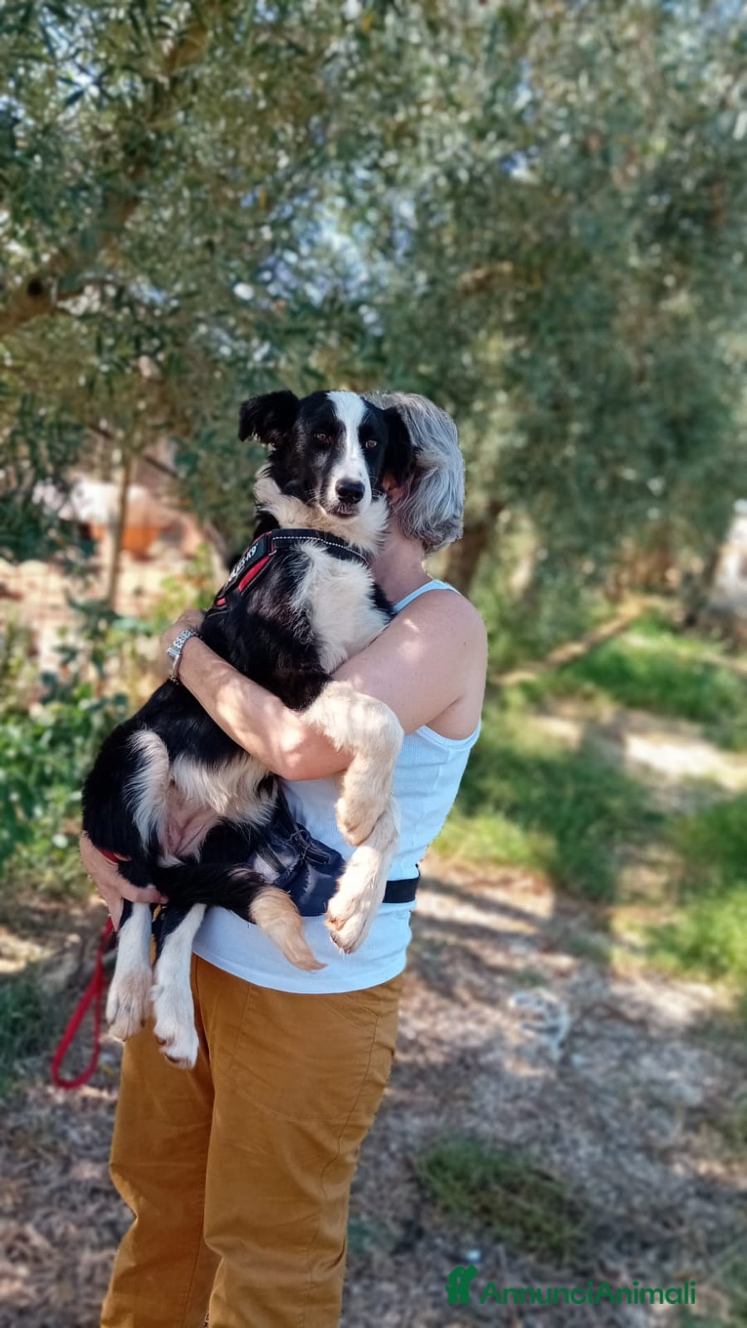 Meticcio cani in regalo: Arabella, 6 mesi  a Provincia di Bergamo - Immagine 5