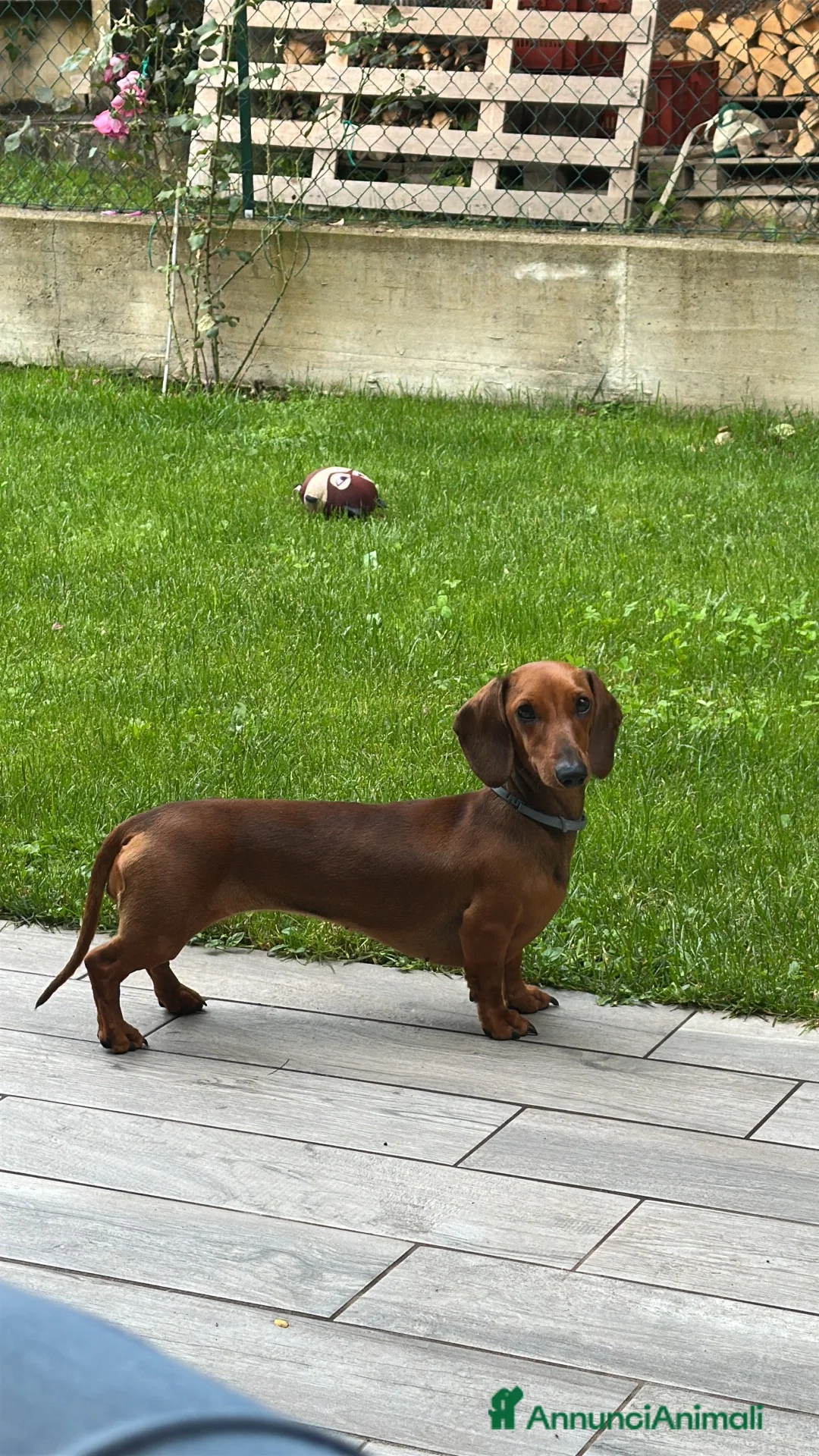 Bassotto cani per accoppiamento: 🐾 CERCHIAMO FIDANZATO PER LILA 🐾 a Provincia di Varese - Annuncio 4