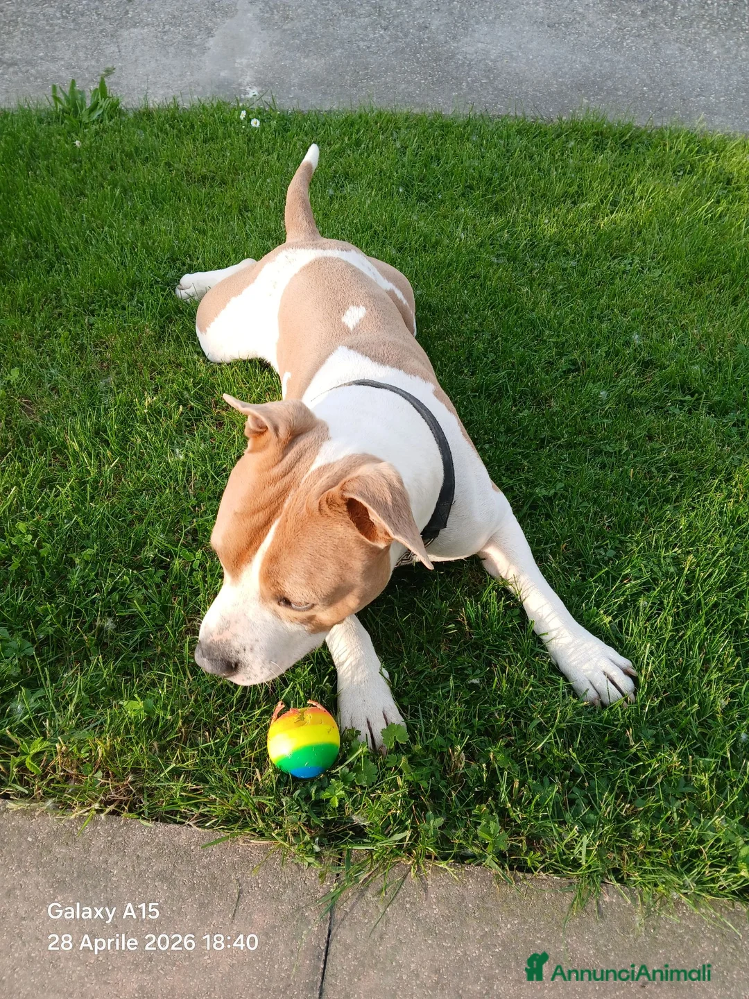American Staffordshire cani in regalo: American staffordshire terrier - Annuncio 2