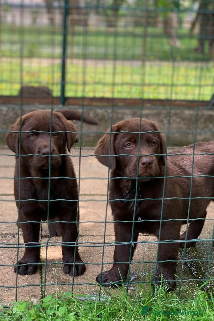 Labrador cani Labrador retriever  - Annuncio 2