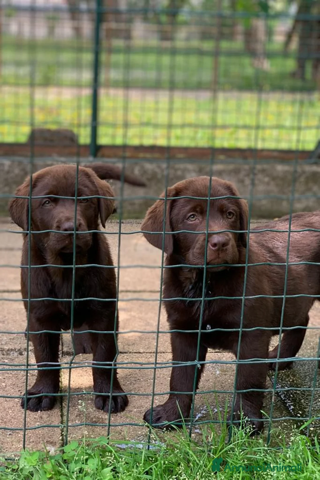 Labrador cani in vendita: Labrador retriever  - Annuncio 1