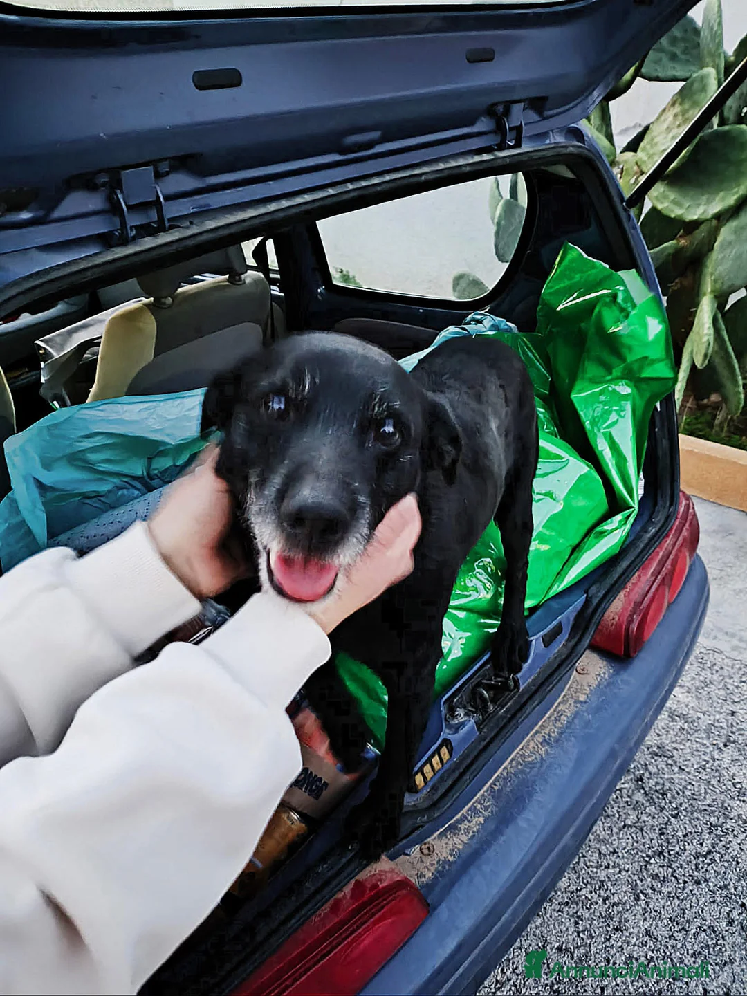 Meticcio cani in regalo: pino  - Annuncio 2