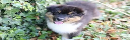 Australian Shepherd cani in vendita: Cucciolo di Pastore australiano  - Annuncio 1