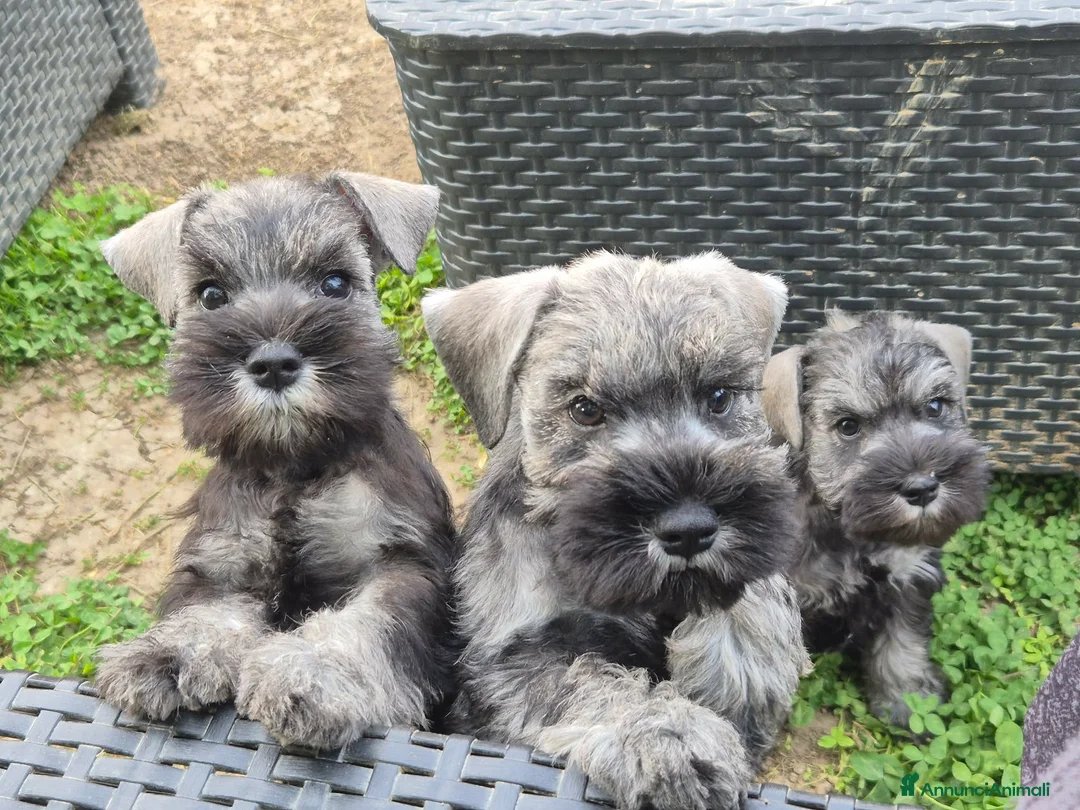 Schnauzer cani in vendita: CUCCIOLI ZWERGSCHNAUZER PEPE E SALE NANI - Annuncio 4