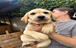 Labrador cani in vendita: labrador Gialli a Provincia di Asti - Immagine 4