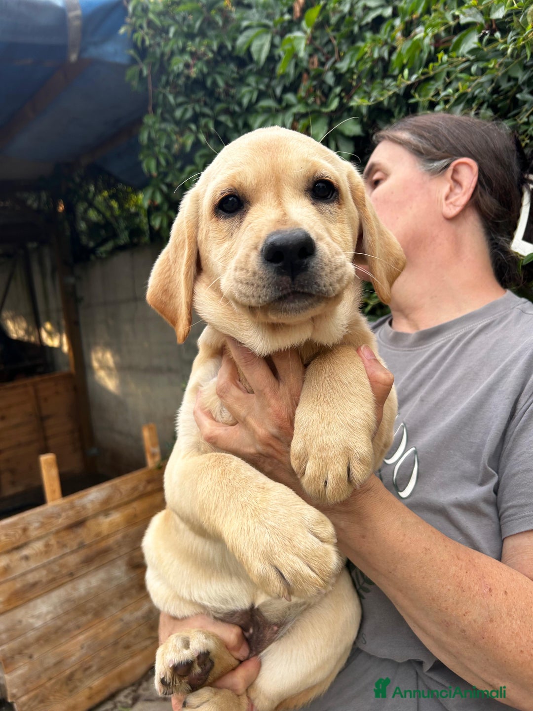 Labrador cani in vendita: labrador Gialli a Provincia di Asti - Immagine 4