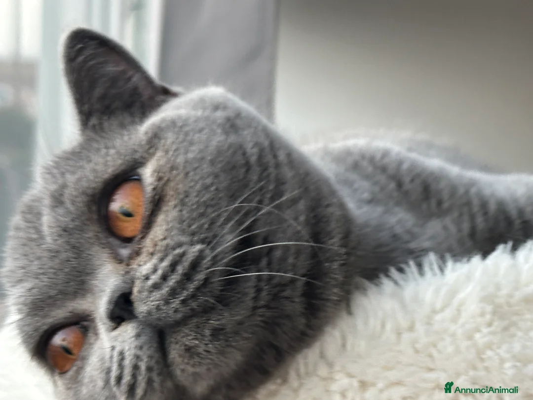 Immagine della galleria {{count}}