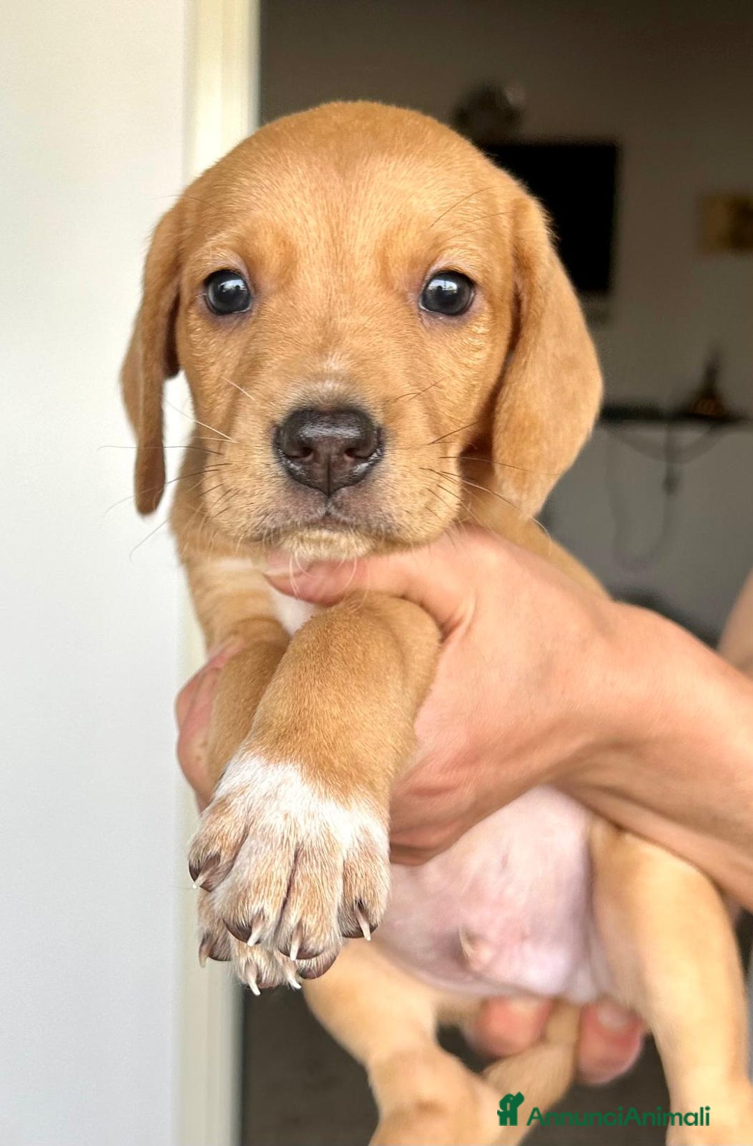 Altre razze cani in regalo: Milena ed i suoi fratellini cercano casa  a Città metropolitana di Roma Capitale - Annuncio 4