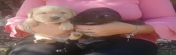 Labrador cani in vendita: Cuccioli di labrador  - Annuncio 7