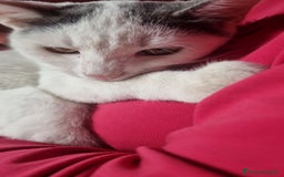 Europeo gatti in regalo: Macchia cerca casa 🏡  - Immagine 1