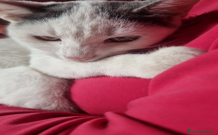 Europeo gatti - Annuncio 16