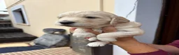 Meticcio cani in vendita: Cuccioli di Goldendoodle  - Annuncio 31