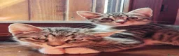 Meticcio gatti in regalo: Micetti in cerca di nuova casa a Provincia di Macerata - Annuncio 5