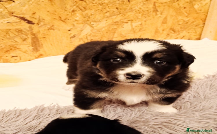 Australian Shepherd cani Vendo cuccioli black tricolor - Annuncio 1