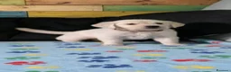 Golden Retriever cani in vendita: GoldenRetriver linea inglese - Annuncio 3