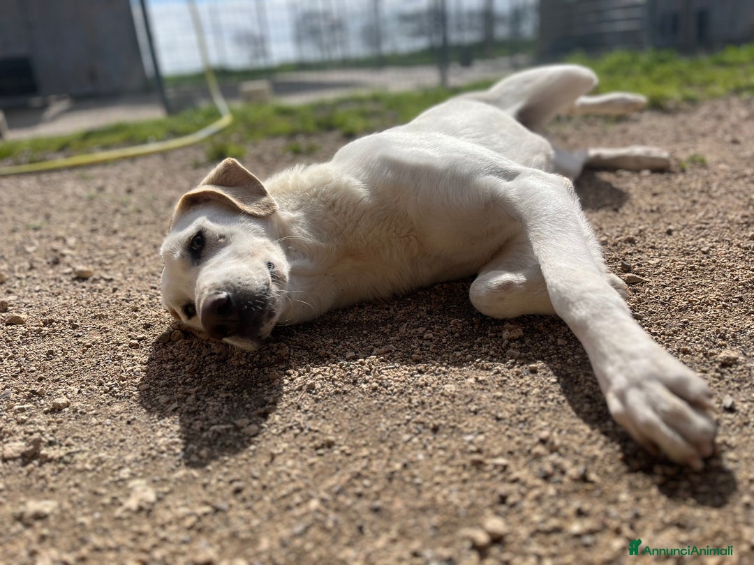 Meticcio cani in regalo: Un cane invisibile - Annuncio 4