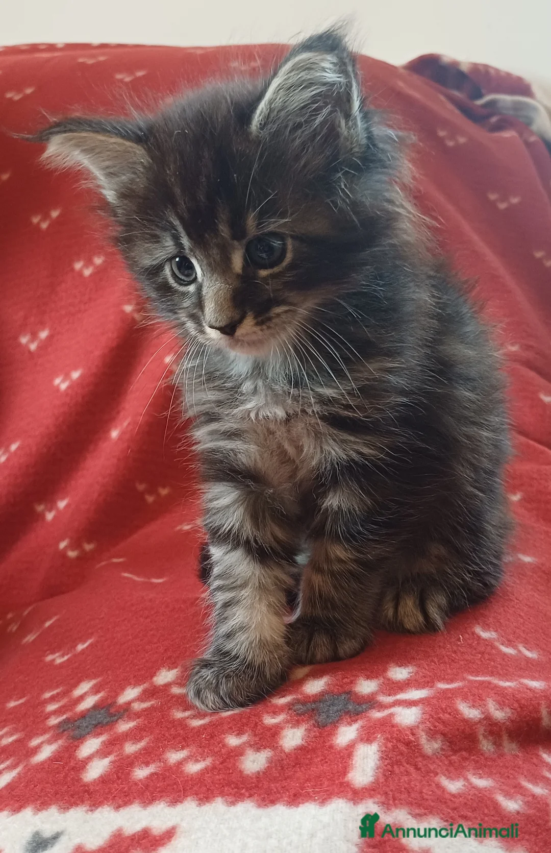 Maine Coon gatti in vendita: Cuccioli di Maine Coon linea estera - Annuncio 8