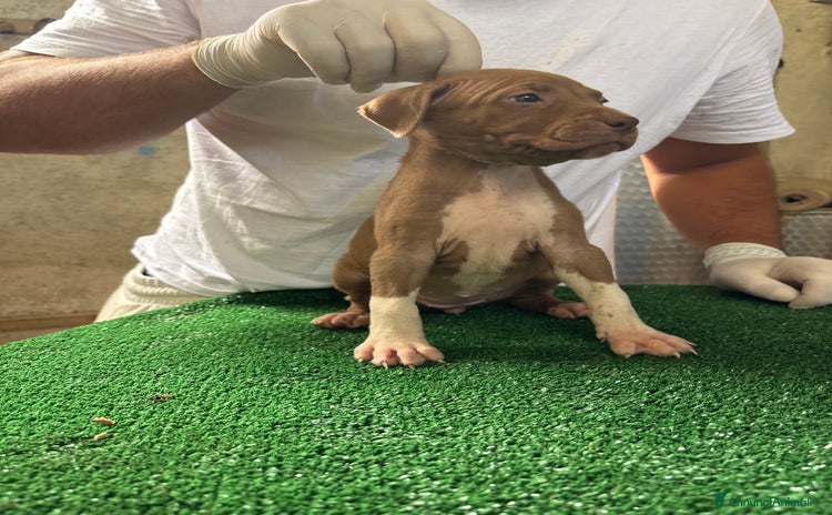 Pitbull cani a Provincia di Salerno - Annuncio 9