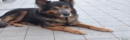 Altre razze cani in regalo: Spago, dolcissimo, adozione del cuore  - Annuncio 3