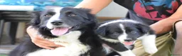Border Collie cani in vendita: 3 cucciole Border Collie - Annuncio 2