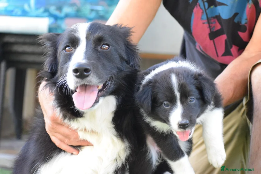 Border Collie cani in vendita: 3 cucciole Border Collie - Annuncio 2