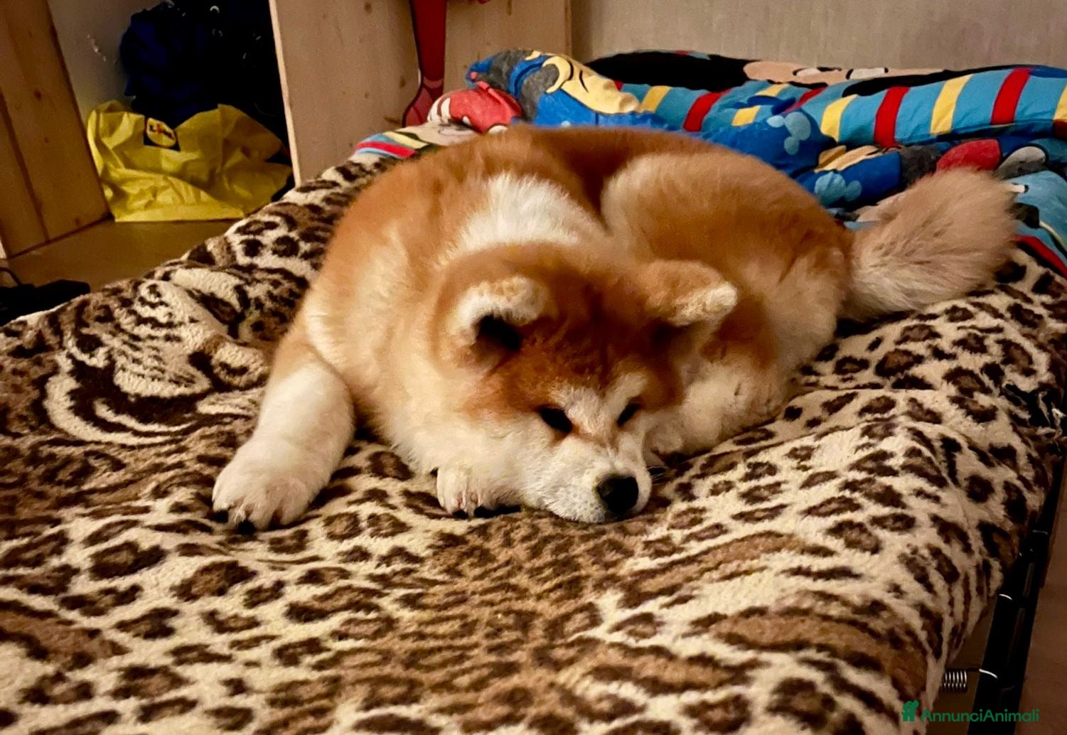 Akita Inu cani Ultima Cucciola Femmina disponibile  - Annuncio 1
