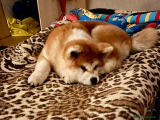 Akita Inu cani Ultima Cucciola Femmina disponibile - Annuncio 1
