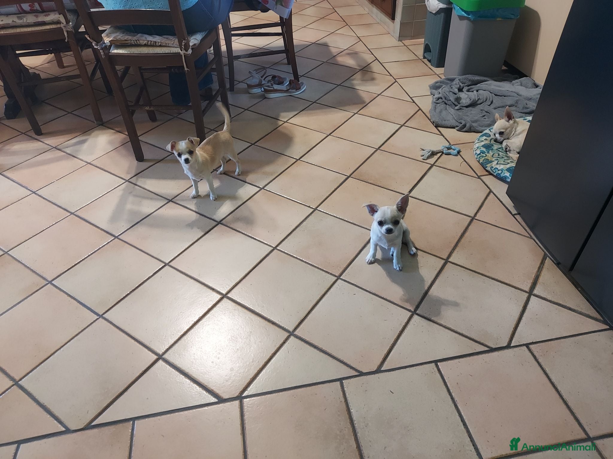 Chihuahua cani Cucciola chihuahua femmina con pedigree  - Annuncio 1