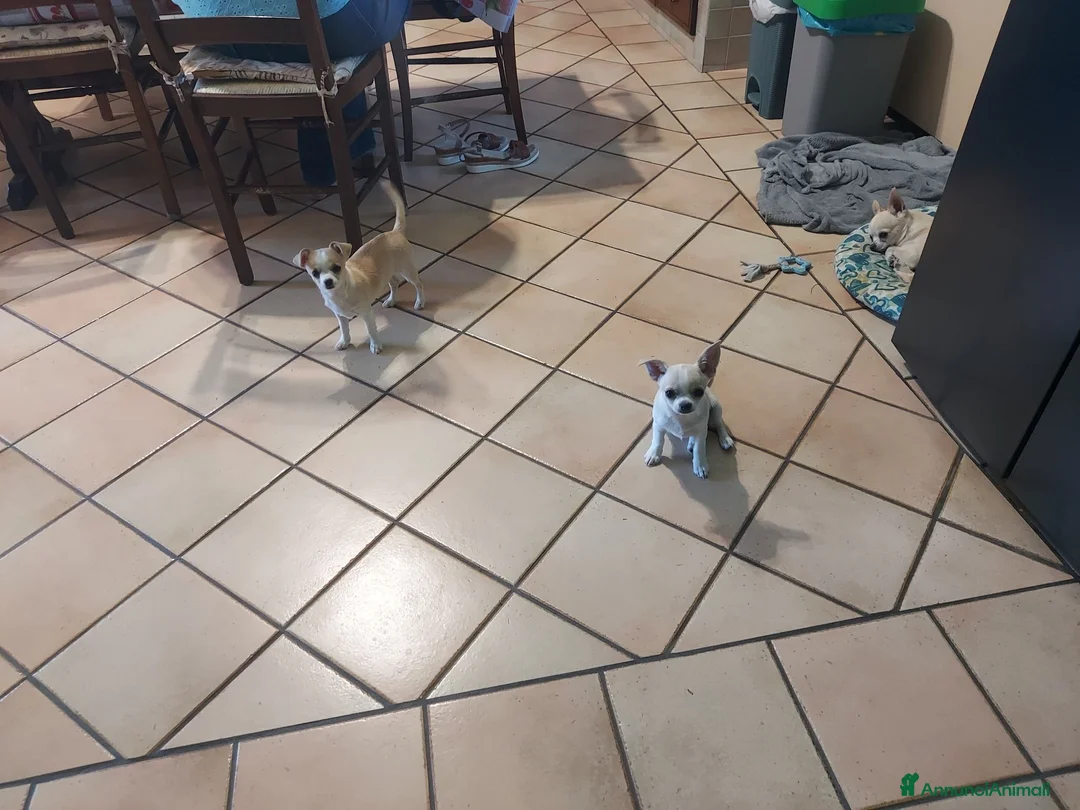 Chihuahua cani in vendita: Cucciola chihuahua femmina con pedigree  - Annuncio 1