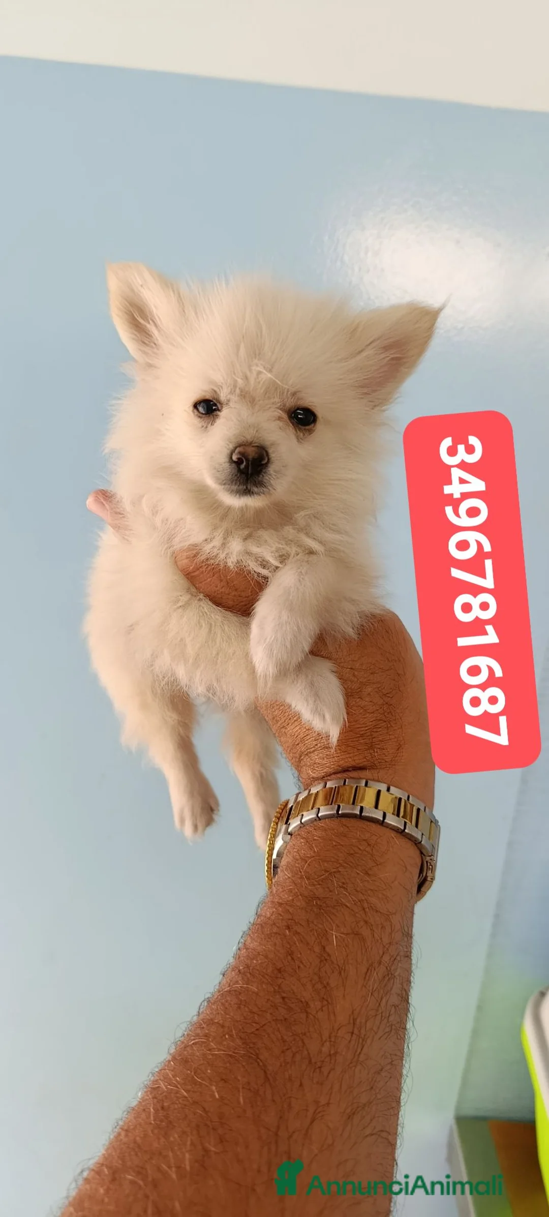 Spitz cani in vendita: SPITZ TEDESCO PICCOLO ultime batuffole morbidose - Annuncio 4
