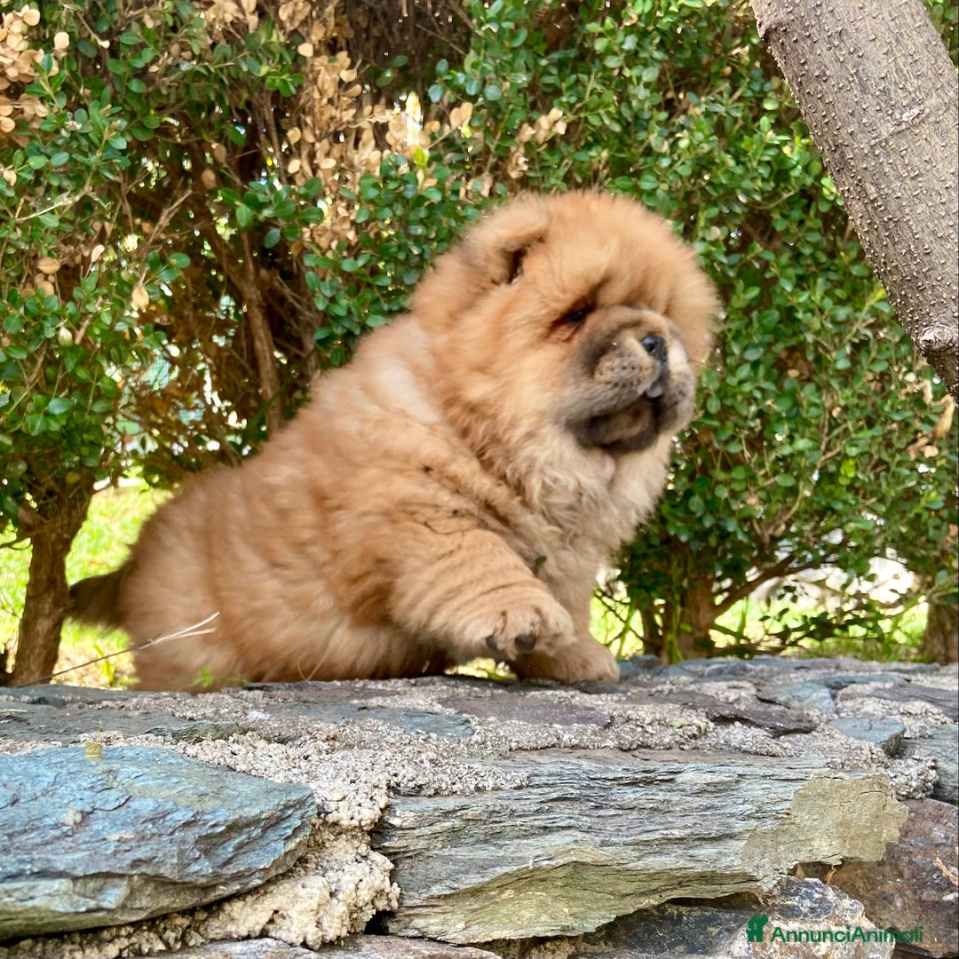 Chow Chow cani in vendita: Chow Chow Cucciole femmine nero e rosso  - Annuncio 18