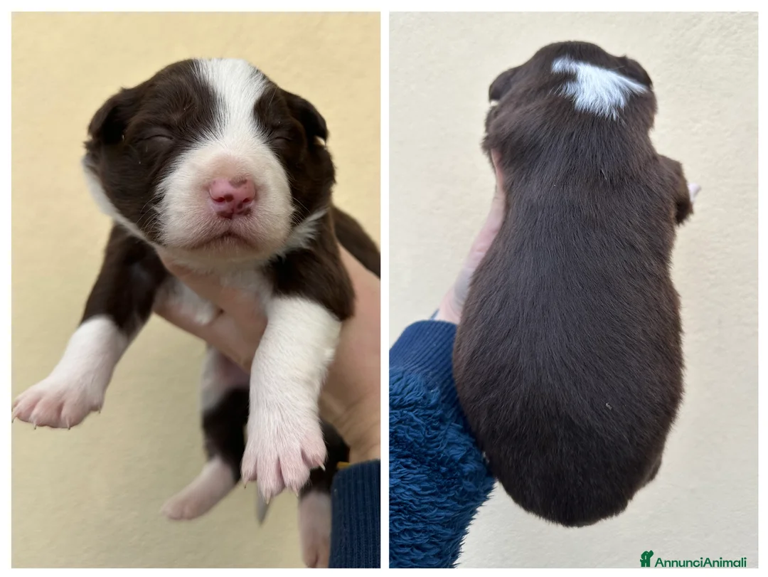 Border Collie cani in vendita: Cuccioli border collie - Annuncio 10