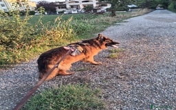 Pastore Tedesco cani in regalo: Charlie - Immagine 3