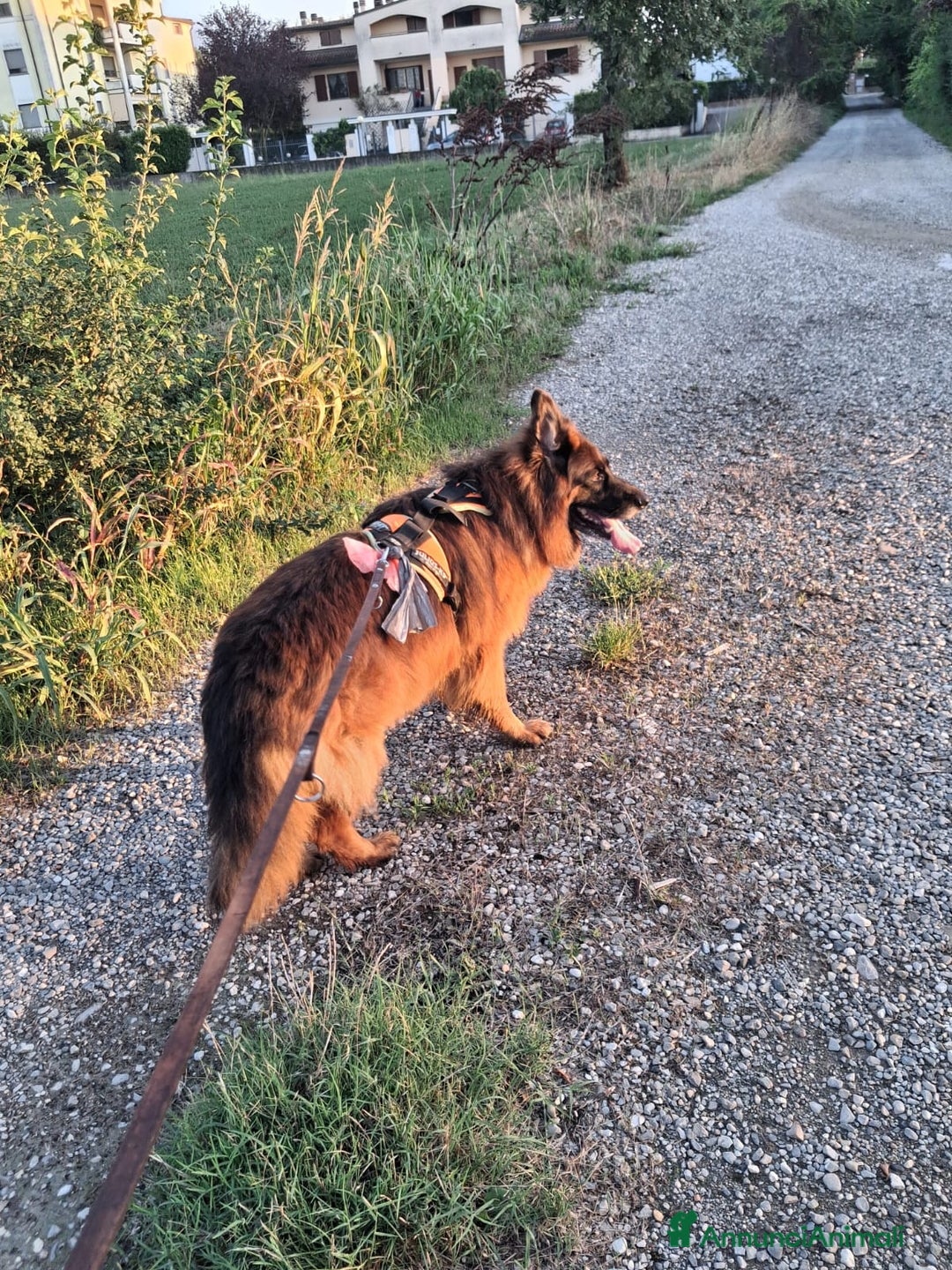 Pastore Tedesco cani in regalo: Charlie - Immagine 3