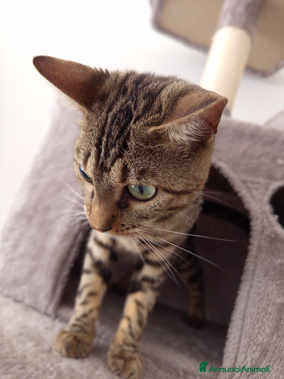 Bengala gatti per accoppiamento: Compagno per Mila a Provincia di Varese - Annuncio 2