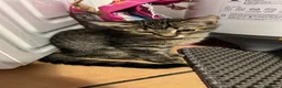 Altre razze gatti in regalo: Regalo gattini a Città Metropolitana di Firenze - Annuncio 2