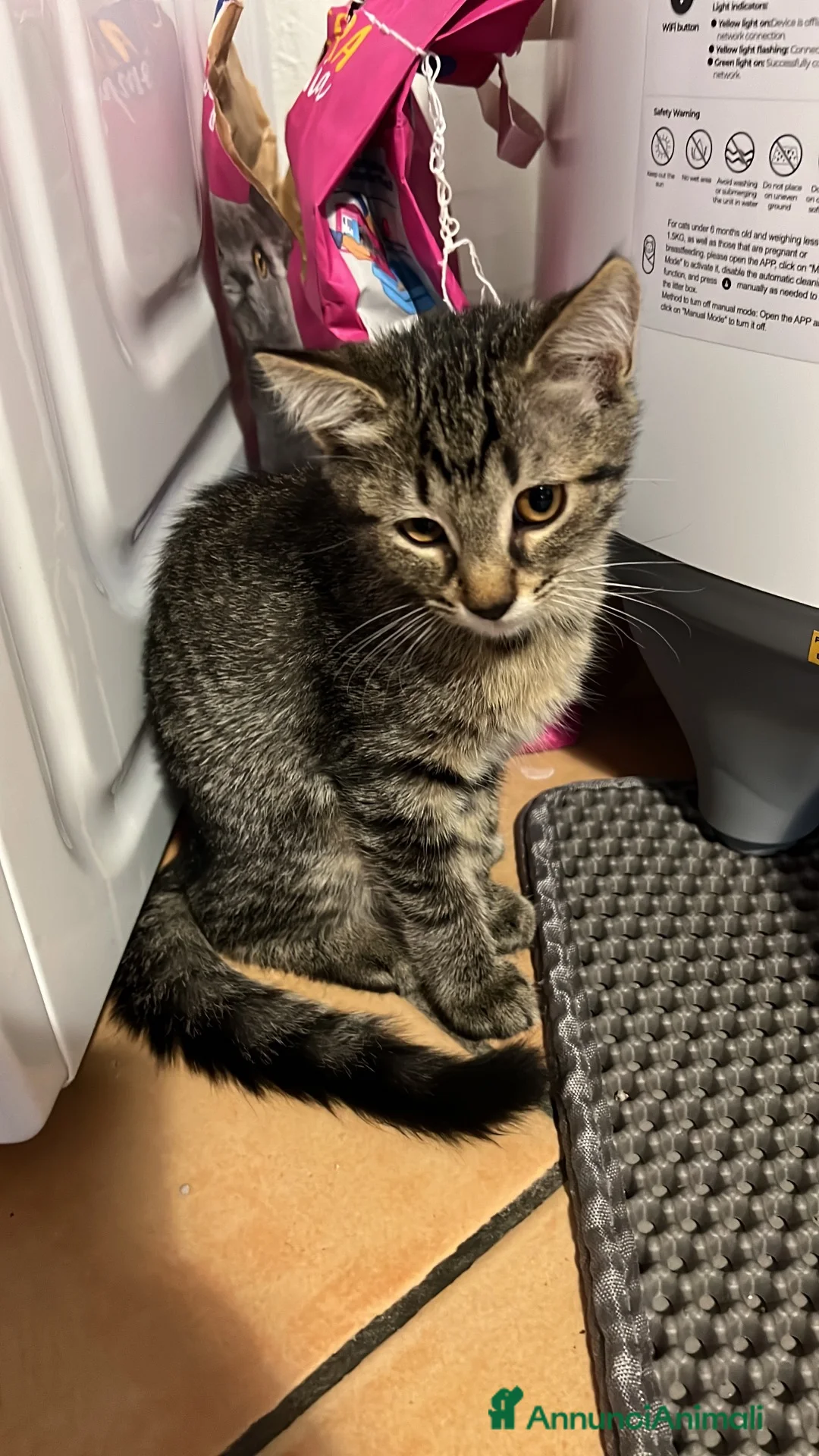 Altre razze gatti in regalo: Regalo gattini a Città Metropolitana di Firenze - Annuncio 2