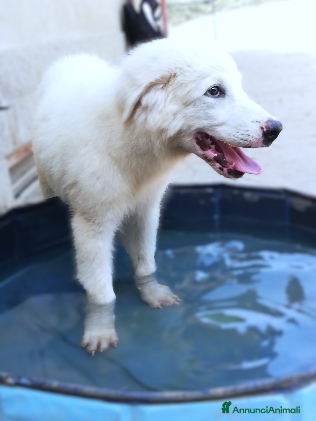 Pastore Maremmano cani in regalo: L3one, supremo cucciolo di PMA: TOP - Annuncio 2