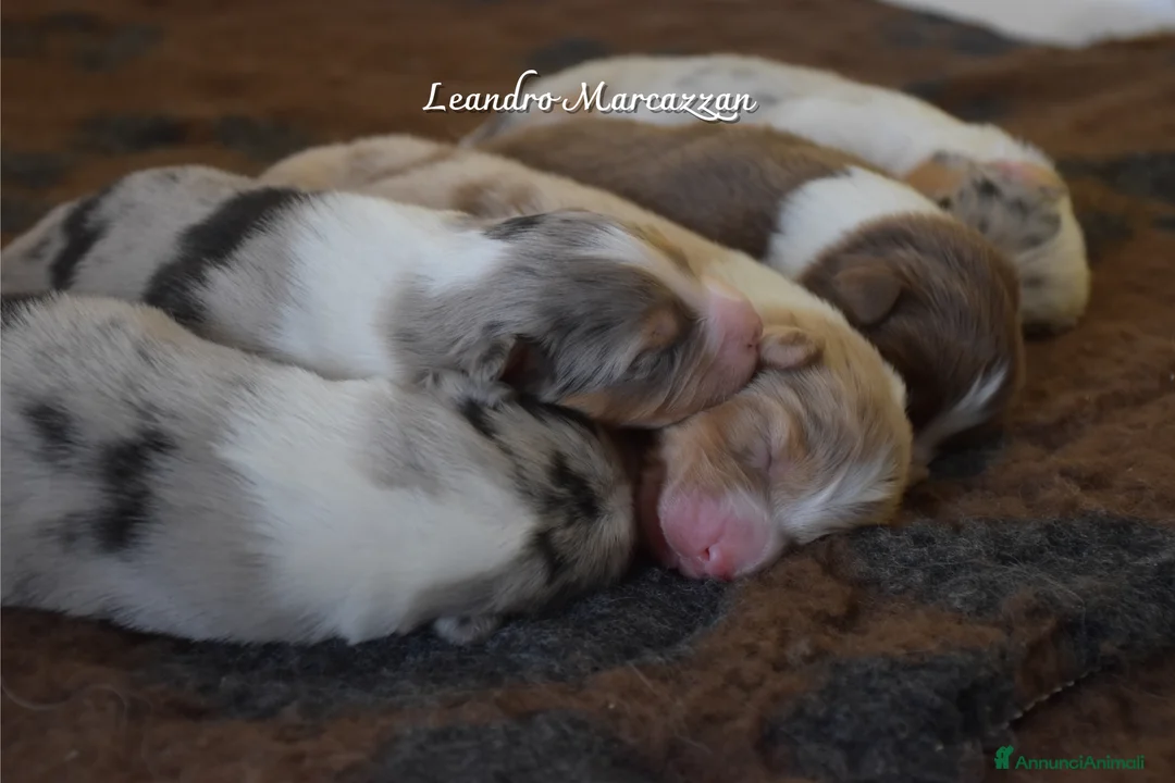 Australian Shepherd cani in vendita: Cuccioli pastore australiano pedegree ENCI - Annuncio 2