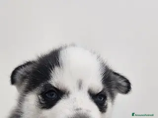 Husky cani Cuccioli di siberian husky - Annuncio 3