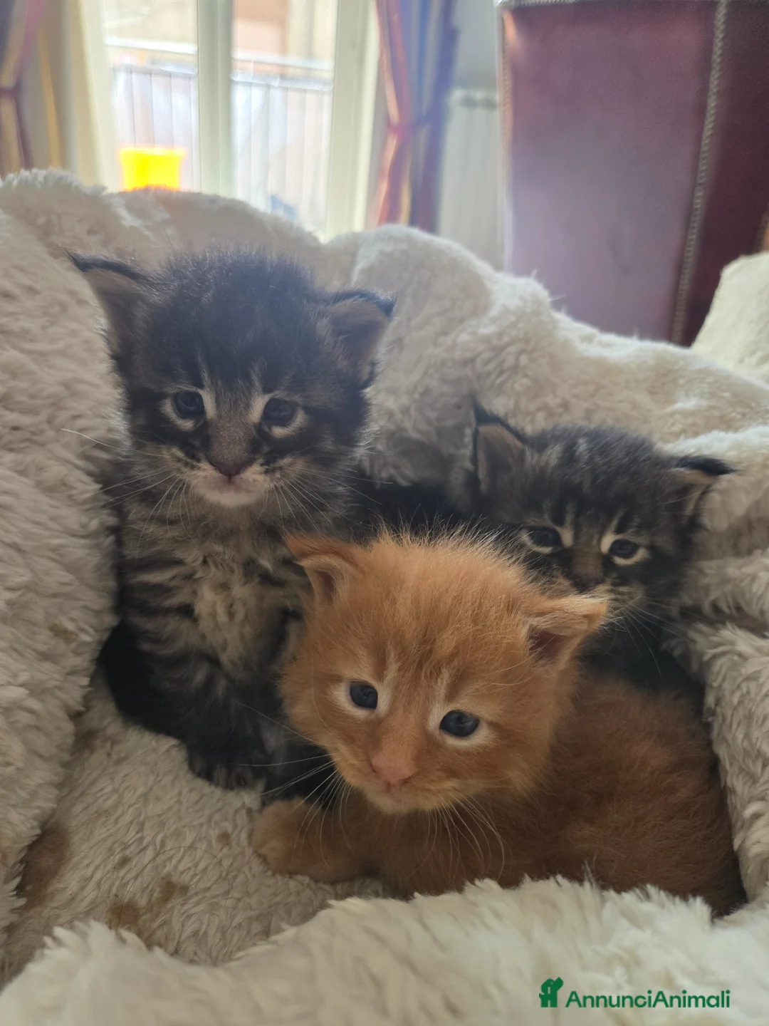 Maine Coon gatti in vendita: Stupendi Gattini Maine Coon  - Annuncio 8